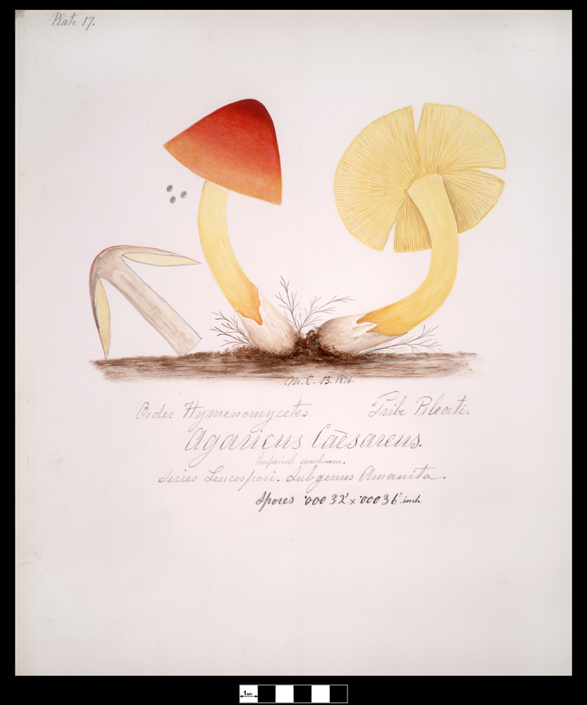 Mary Elizabeth Banning's watercolor illustration of the mushroom now named after her.