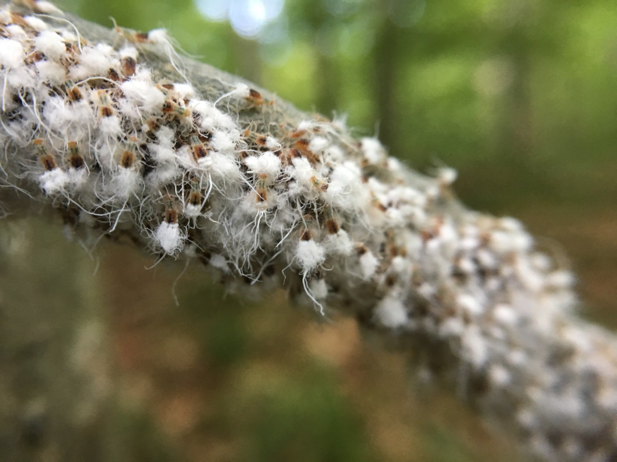 Recent Non-fungal Finds